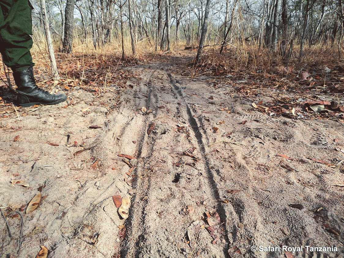 Skinny Tracks, Wide Impacts