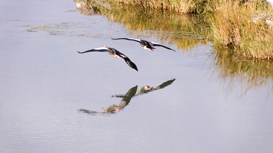 Letting Nature Take its Course (Abrogation of Management)