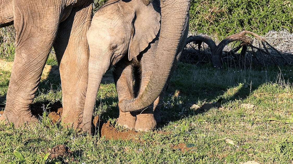 The African Parks Model