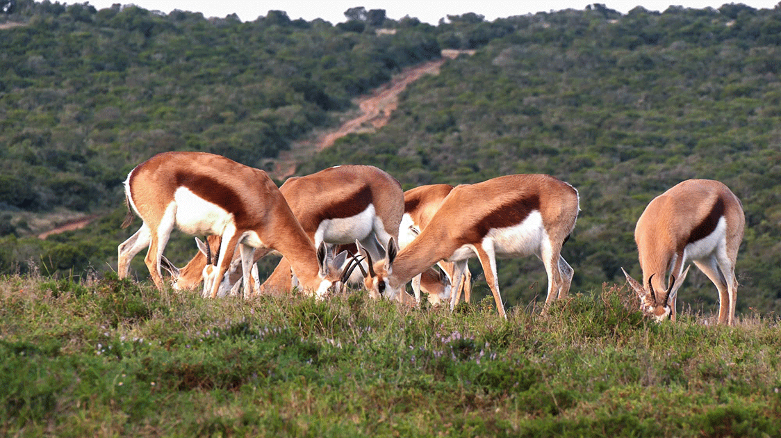 Letting Nature Take its Course (Abrogation of Management)