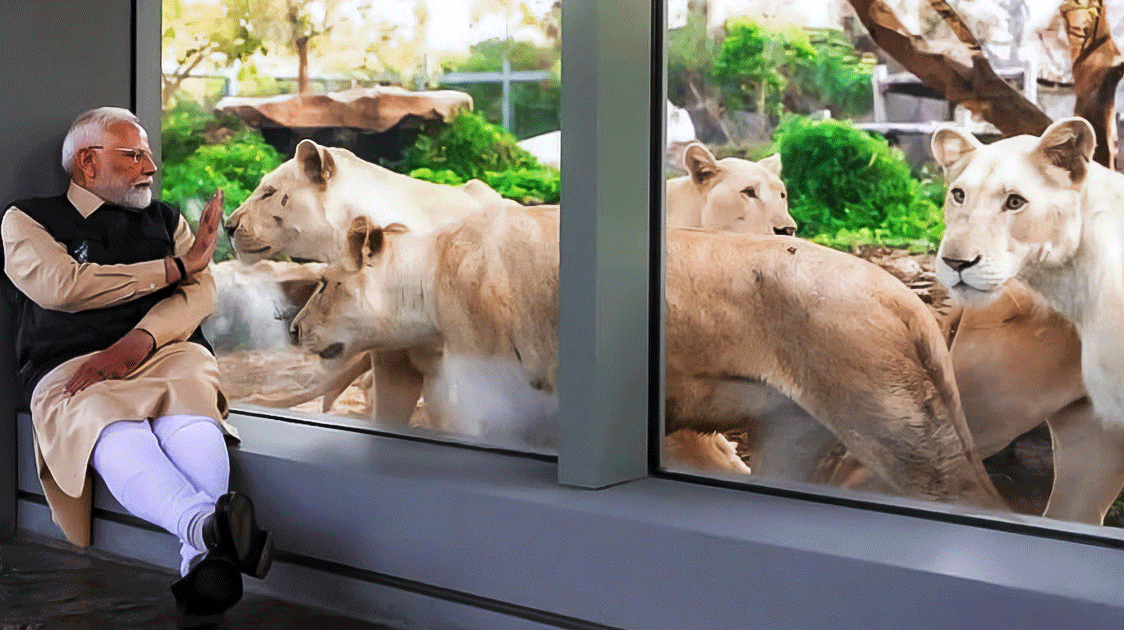 Where have all the Big Cats gone?