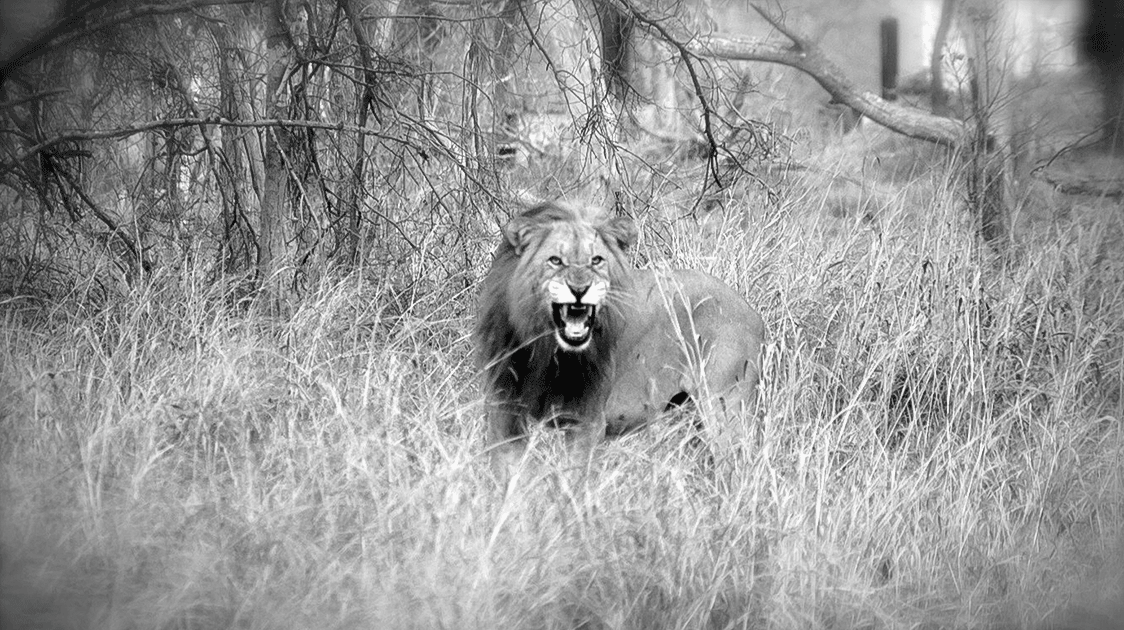 Re-wilding a Wilderness: Coutada 9, Mozambique