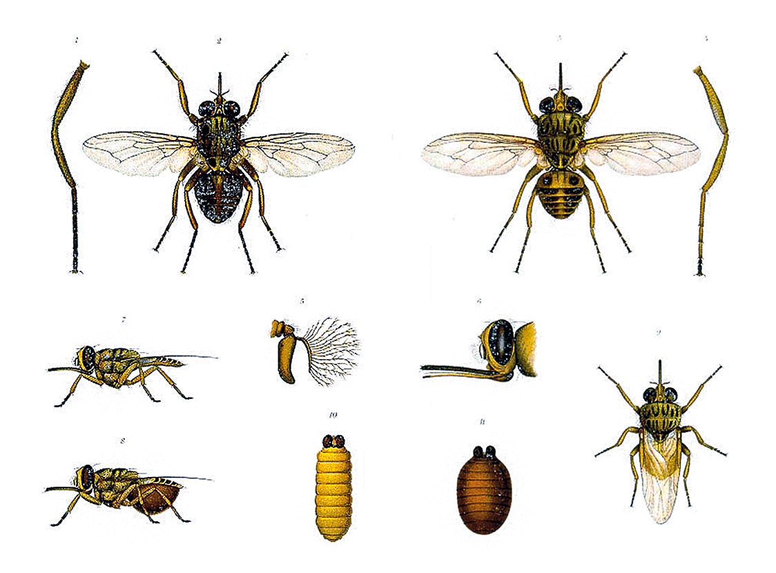 Tsetse Fly Elimination Project Annual Report 1949