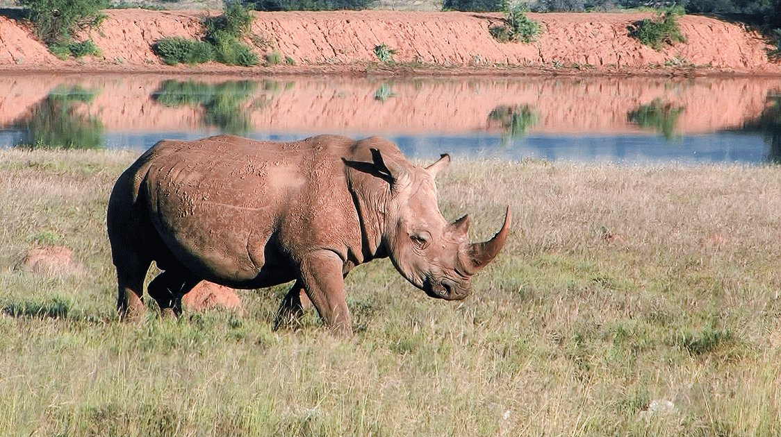 Disinvestment in Rhino in South Africa (7-minute Video)