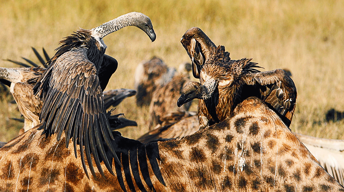What is "Conservation Triage"?