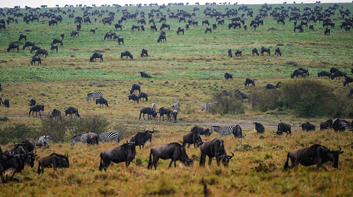 The International Union for Conservation of Nature (5-minute Video)