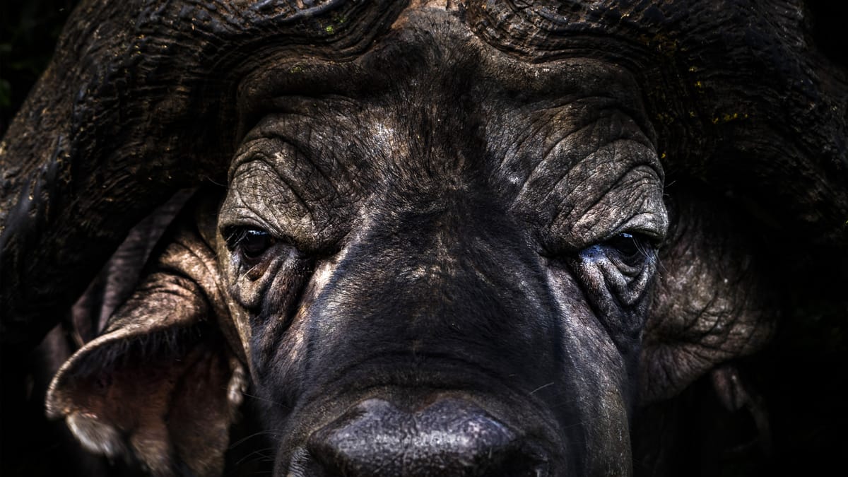 Africa