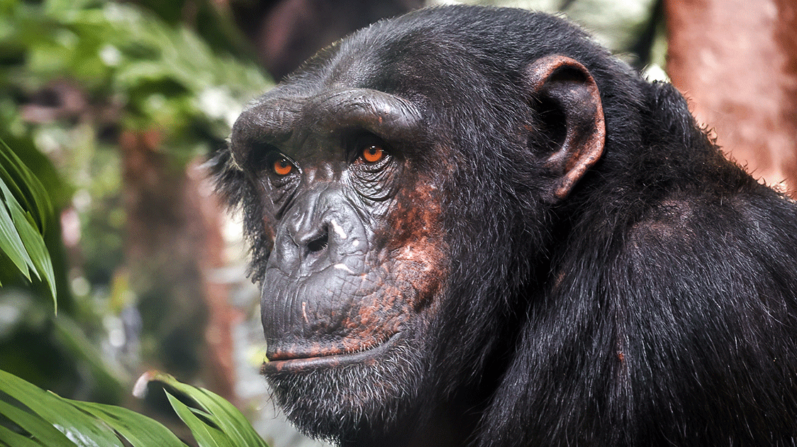 From Killing Fields to Carbon Credits: The Reinvention of Chinko