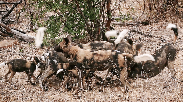 Protection Through Bio-Boundaries (5:30-minute Video)