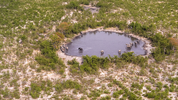 How Many Elephants Are There in Botswana? (4-minute Video)
