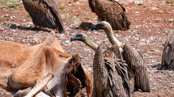 SA Hunters Vulture Conservation (10-minute video)