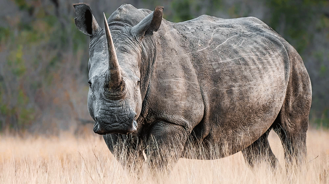 Whose Rhino is it Anyway? Accounts and Accountability