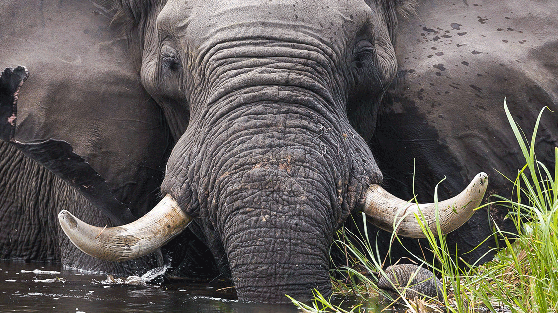 The Chete Safari Area: A Forsaken Wilderness