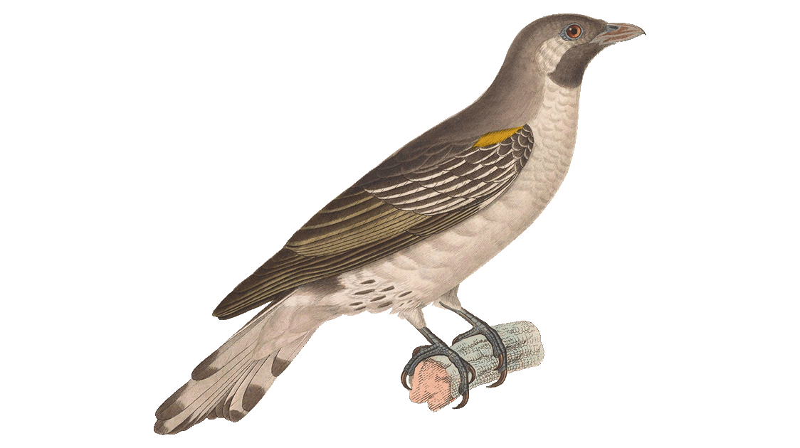 Mutualism and Murder: The Evolutionary Logic of Honeyguides and Why it Matters