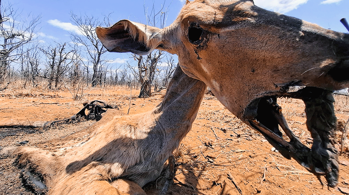 The Poachers’ Bone Yard