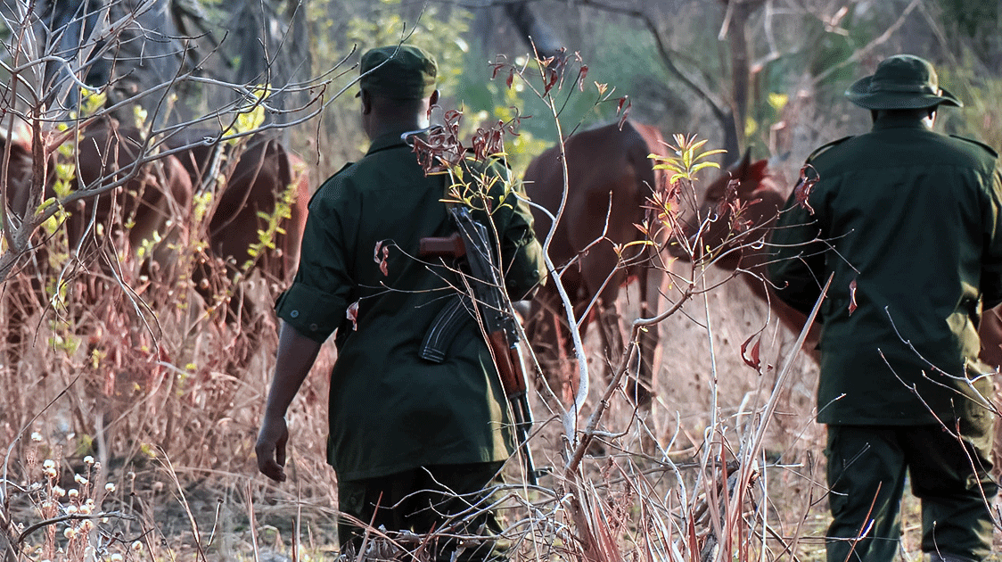 Reclaiming a Lost Wilderness (5-minute Video)