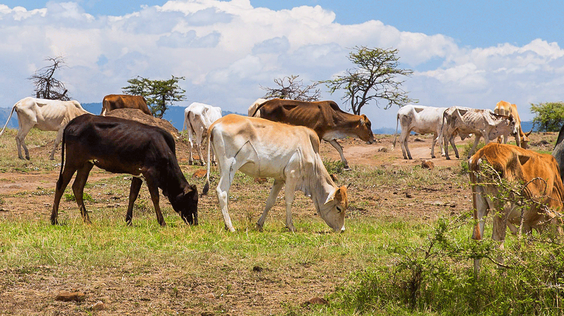 Burping Cows or Free-Range Wildlife?