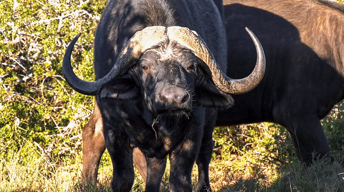 The African Parks Model