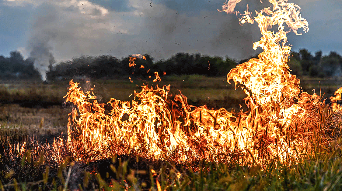 Kruger National Park Management Issues:  Fire