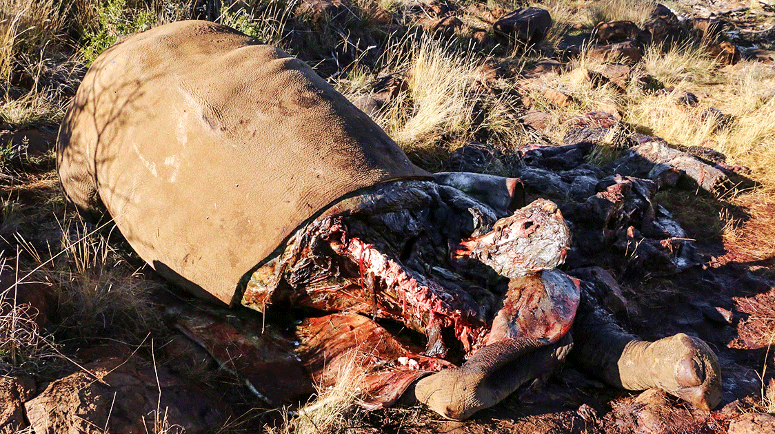 The Poaching Diaries