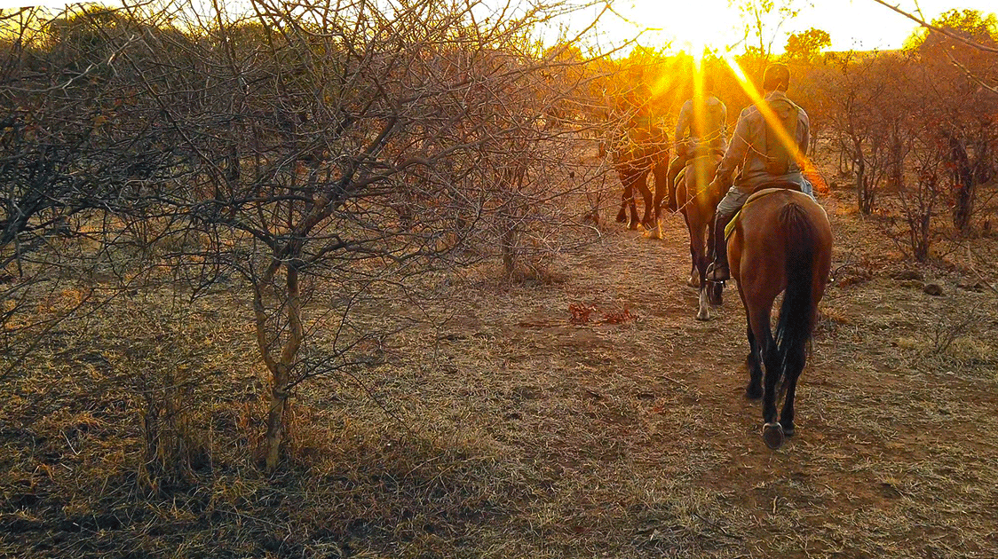 IMPI: How Valuable are Horses in Anti-poaching Operations?