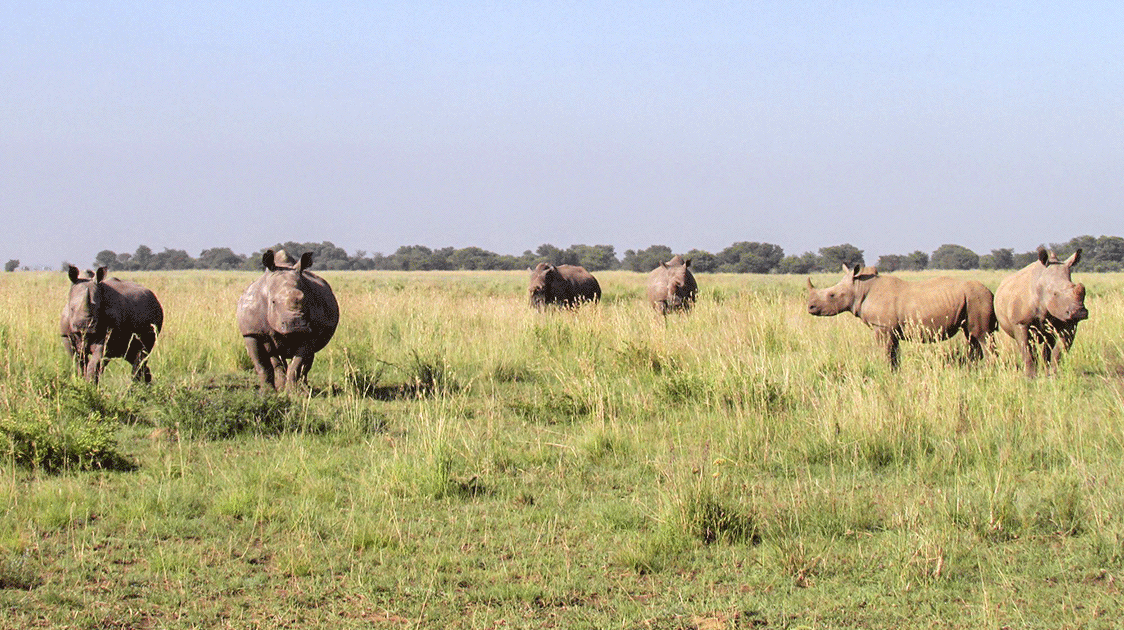 Saving Private Rhino