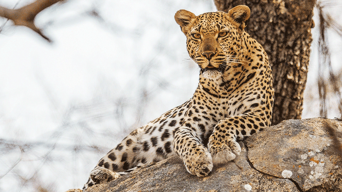 Retaliatory and Commercial Poaching of Leopard