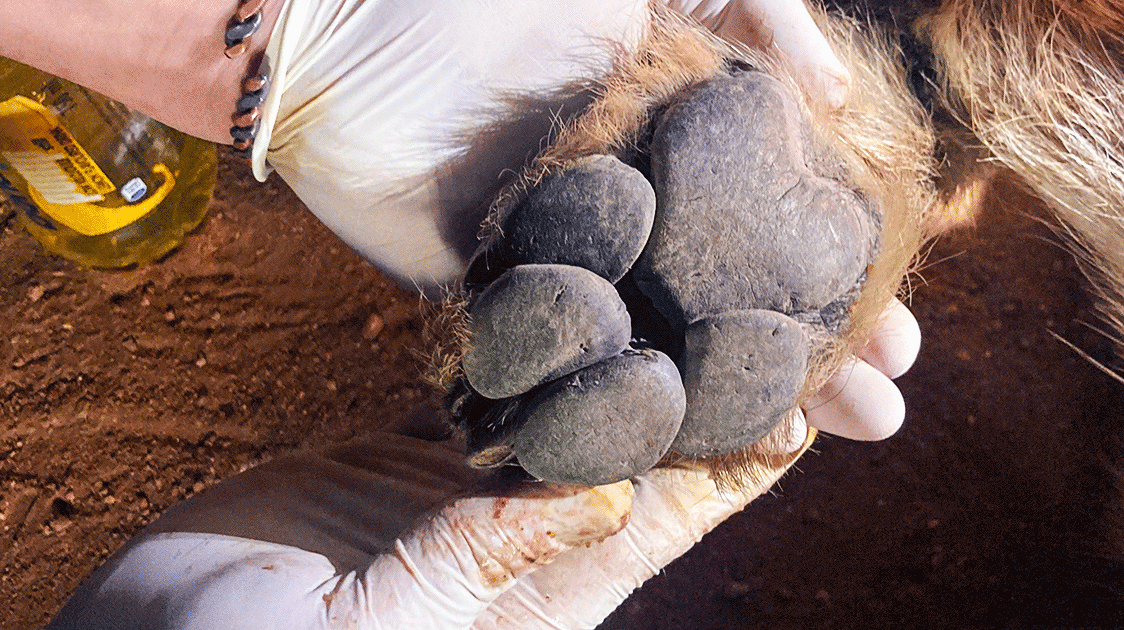 Snare Busters: examining hyena paw