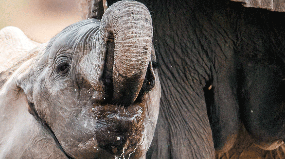 The Curious Case of Tuskless Elephants