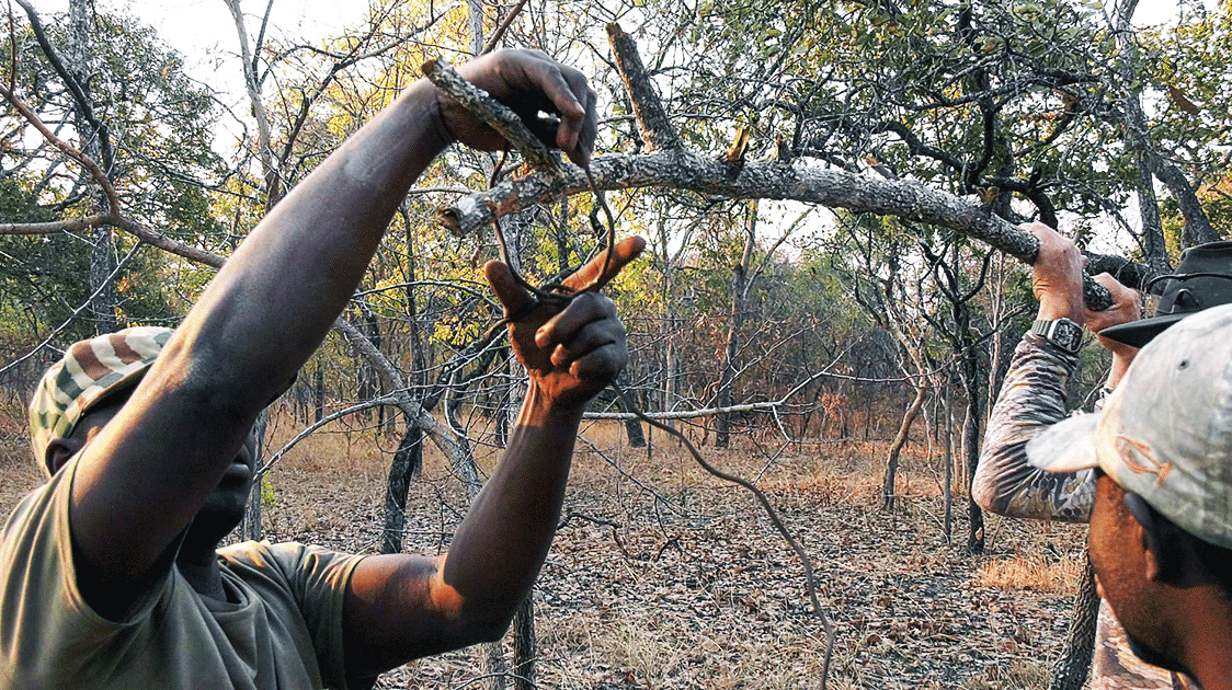 Tools of the Poaching Trade: Whip-snares (5-Minute Video)